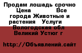 Продам лошадь срочно › Цена ­ 30 000 - Все города Животные и растения » Услуги   . Вологодская обл.,Великий Устюг г.